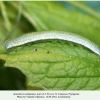 anthocharis cardamines pyatigorsk larva5a